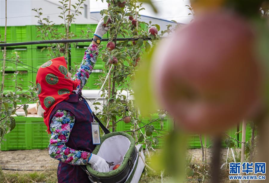 (社會)(5)西藏山南:生態(tài)搬遷點(diǎn)迎來蘋果豐收