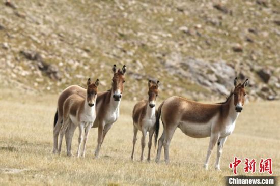 圖為三江源國家公園資料圖。三江源國家公園管理局供圖 　　