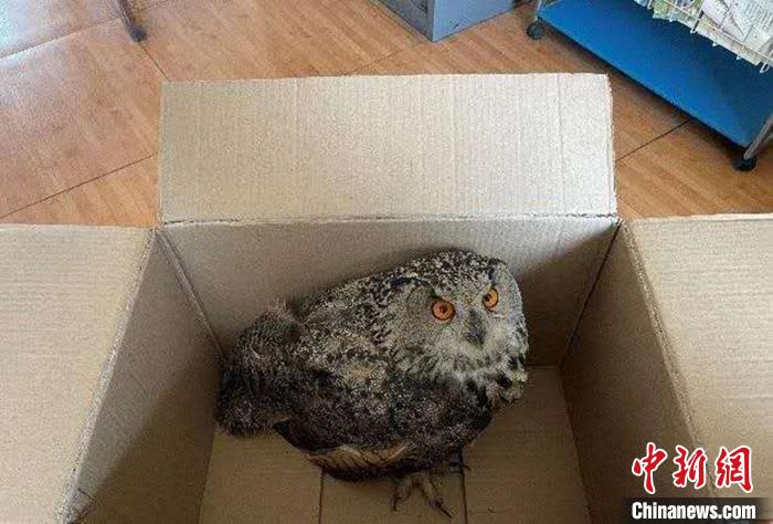 圖為青海省西寧市大通縣公安局森林警察大隊(duì)民警救助的國家二級保護(hù)野生動物——雕鸮?！∏嗪Ｊ」矎d森林警察總隊(duì)供圖 攝