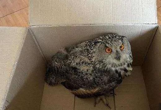 圖為青海省西寧市大通縣公安局森林警察大隊民警救助的國家二級保護野生動物——雕鸮?！∏嗪Ｊ」矎d森林警察總隊供圖 攝