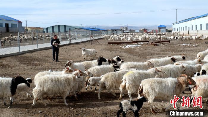 圖為馬金山查看羊羔長勢?！±铍h 攝