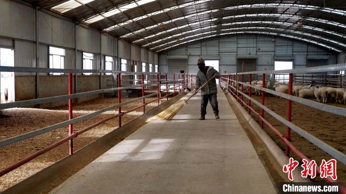 圖為放牧員扎布拉正在打掃羊棚衛(wèi)生。　李雋 攝