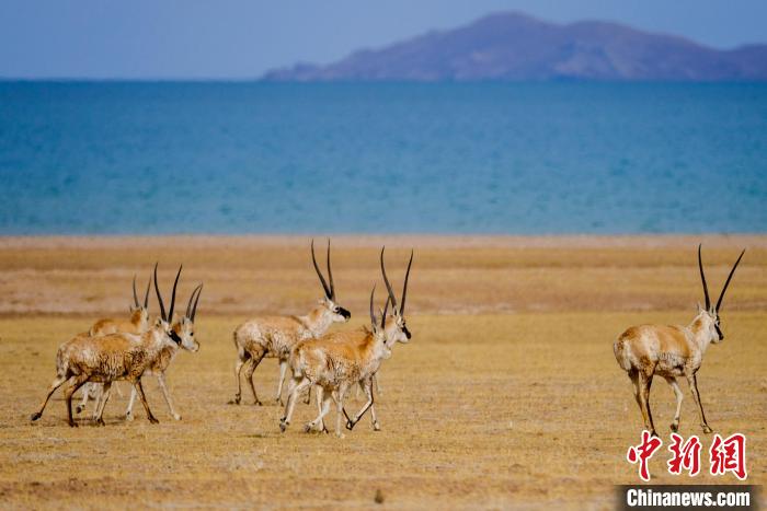 圖為西藏藏羚羊在色林錯(cuò)湖邊覓食，隨著保護(hù)措施的不斷加強(qiáng)，如今西藏藏羚羊種群數(shù)量獲得恢復(fù)性增長(zhǎng)?！〗w波 攝