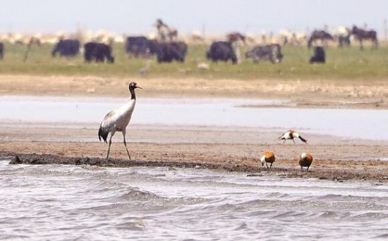  仙女灣一只黑頸鶴正在湖邊覓食。攝影：海東
