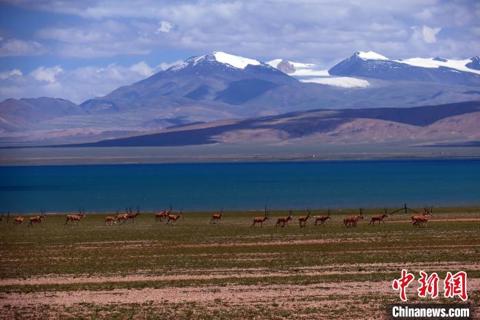 從317國(guó)道遠(yuǎn)眺達(dá)則錯(cuò)，湖岸藏羚羊與雪山美景令人矚目?！?lt;a target='_blank' ><p  align=