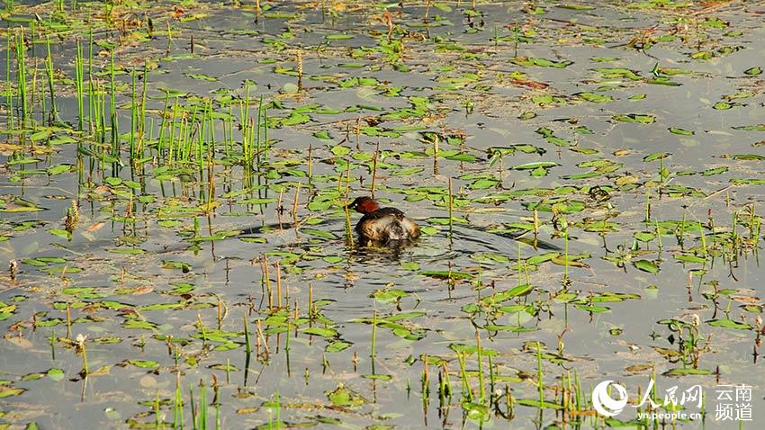 納帕海濕地內(nèi)遷徙停留的鳥。呂昊辰攝