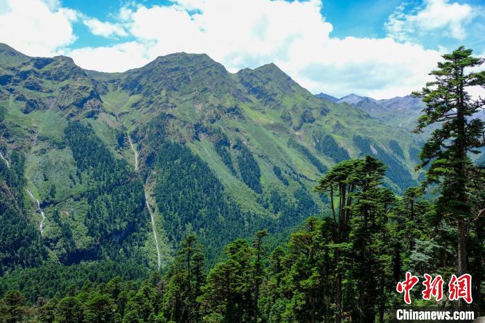 圖為西藏玉麥鄉(xiāng)森林資源。(資料圖) 江飛波 攝