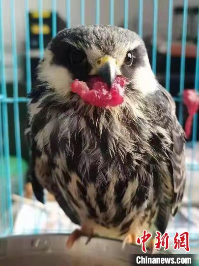 青海茫崖警方成功救助國家二級(jí)保護(hù)動(dòng)物阿穆爾隼