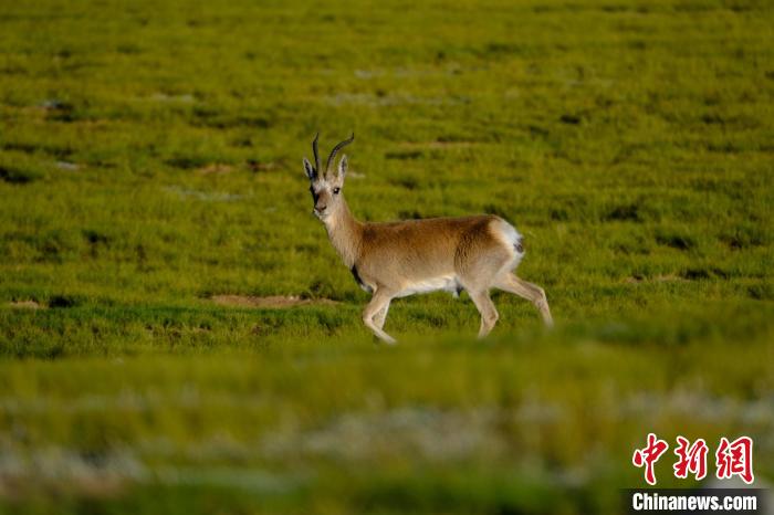 圖為西藏納木錯湖邊的藏原羚休閑覓食?！〗w波 攝