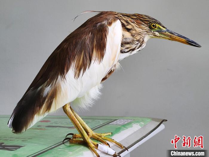 圖為被救助的國家一級重點保護動物池鷺。　柳澤田 攝