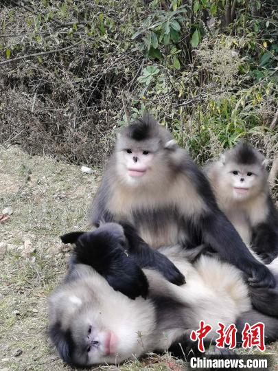 云南維西:護生態(tài)留“國寶”旅游業(yè)漸熱