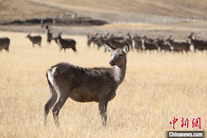 2021瀾湄萬(wàn)里行走進(jìn)西藏“小瑞士”探訪(fǎng)高原馬鹿天堂