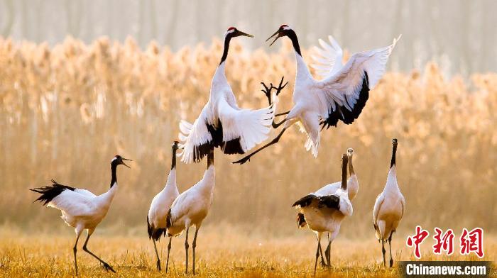 江蘇鹽城黃海濕地上的丹頂鶴?！←}城市委宣傳部供圖