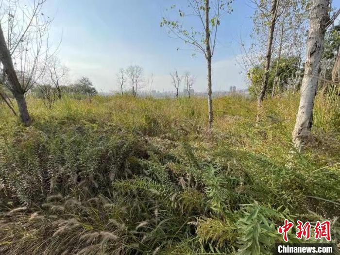 發(fā)現(xiàn)的加拿大一枝黃花。　楊波 攝