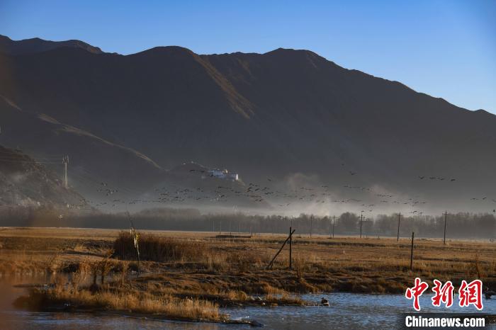 圖為拉薩市林周縣境內(nèi)飛翔的候鳥?！∝暩聛硭?攝