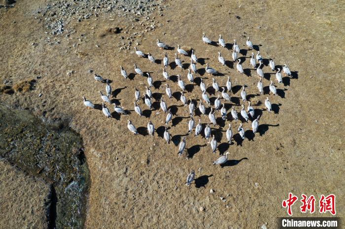 圖為拉薩市林周縣境內(nèi)越冬的候鳥?！∝暩聛硭?攝