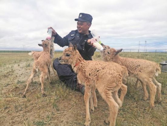  生命禁區(qū)的超級“奶爸”。