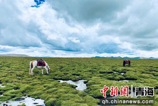 圖為長江南源沼澤濕地。李江寧攝