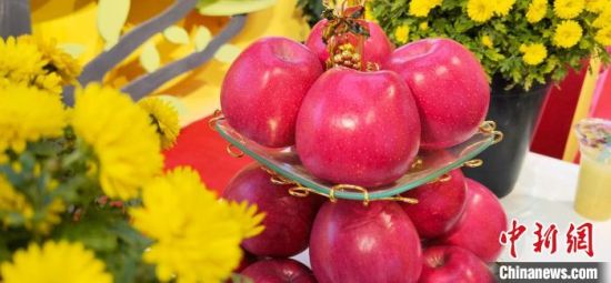 2021年10月15日，中國(guó)蘋果首屆產(chǎn)銷峰會(huì)暨甘肅平?jīng)龉焚Q(mào)易大會(huì)在平?jīng)鍪徐o寧縣開(kāi)幕。(資料圖) 魏建軍 攝