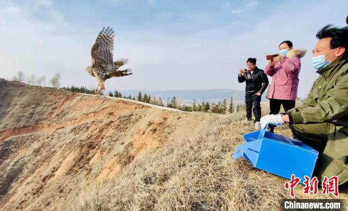青海：救助、放歸四只國家二級保護(hù)野生動物