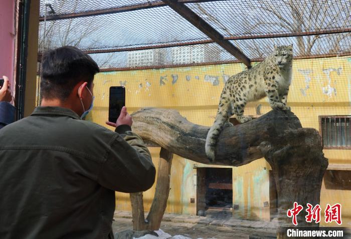 圖為雪豹“奶爸”史壽軍正在直播?！●R銘言 攝