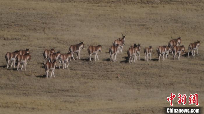 圖為草地上的西藏野驢?！“簿S斌 攝