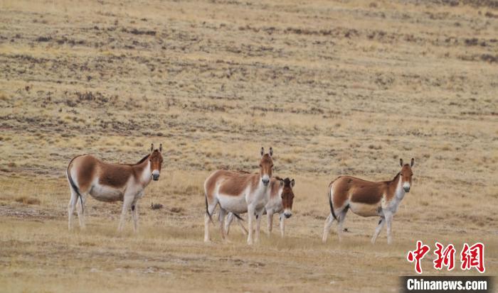 圖為草地上的西藏野驢?！“簿S斌 攝