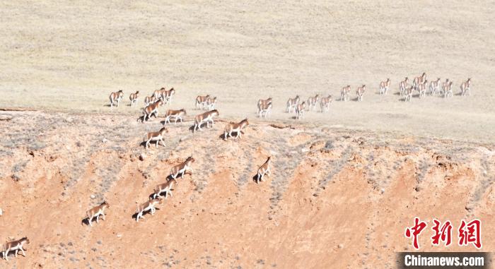 圖為西藏野驢奔跑在山間?！∥溲┓?攝