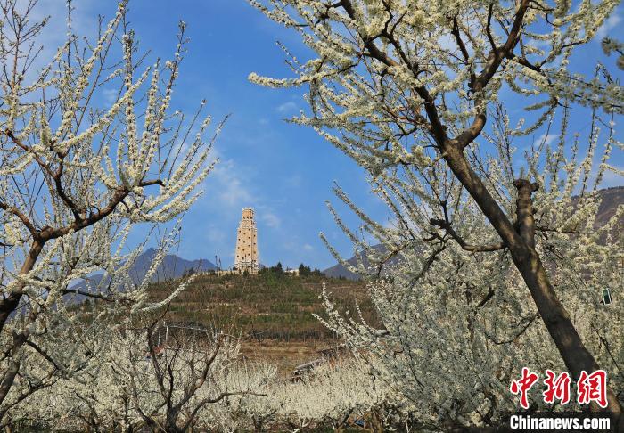 潔白的李花與碉樓交相輝映，勾勒出一幅美麗的和諧生態(tài)畫(huà)卷。　何清海 攝