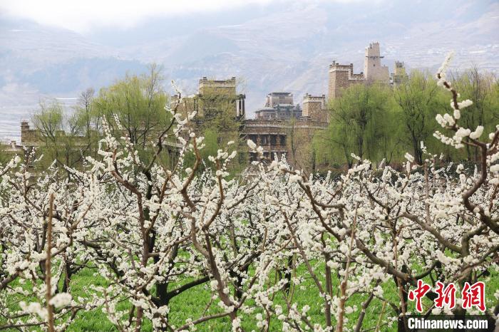 潔白的李花與村寨交相輝映，勾勒出一幅美麗的和諧生態(tài)畫(huà)卷。　何清海 攝