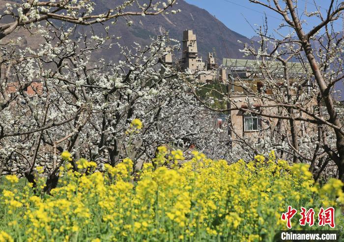潔白的李花與村寨交相輝映，勾勒出一幅美麗的和諧生態(tài)畫(huà)卷。　何清海 攝