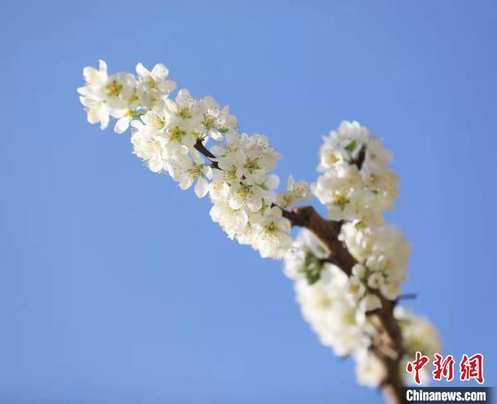 李花盛開(kāi)?！『吻搴?攝