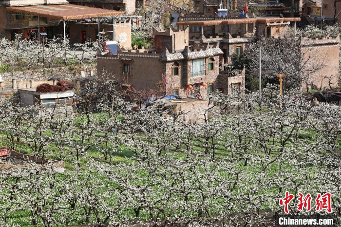 潔白的李花與村寨交相輝映，勾勒出一幅美麗的和諧生態(tài)畫(huà)卷?！『吻搴?攝