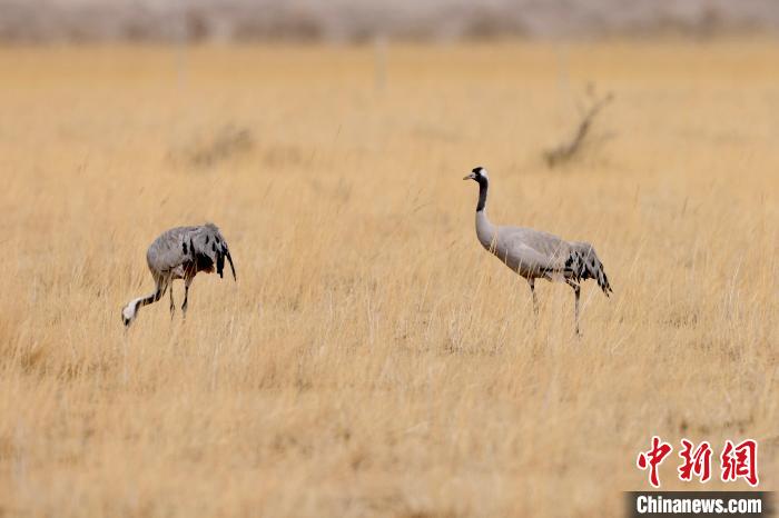 圖為灰鶴在青海海西蒙古族藏族自治州都蘭縣巴隆地區(qū)“閑庭漫步”?！?松太加 攝
