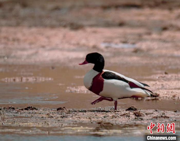 圖為翹鼻麻鴨?！」Π栽?攝