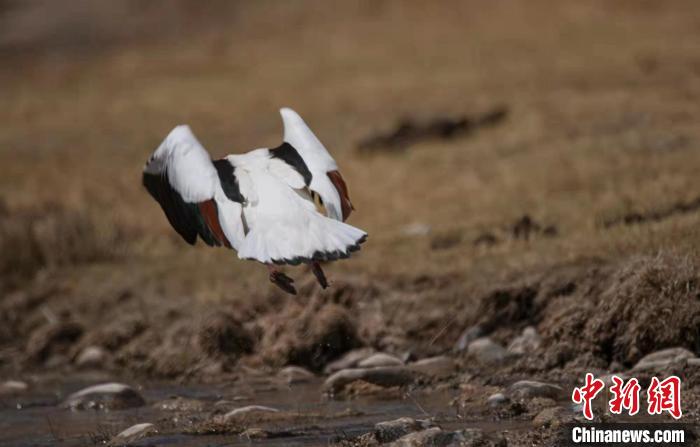 圖為翹鼻麻鴨?！」Π栽?攝
