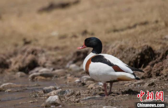 圖為翹鼻麻鴨。　功霸扎西 攝