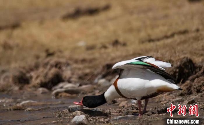 圖為翹鼻麻鴨?！」Π栽?攝
