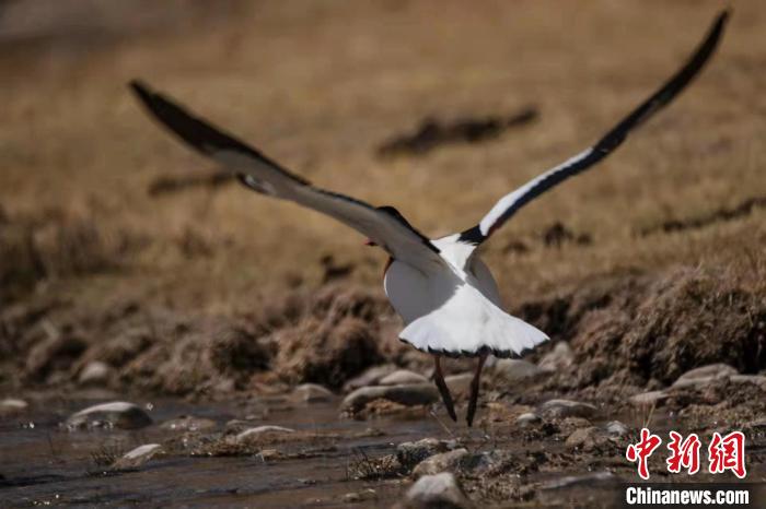 圖為騰飛的翹鼻麻鴨?！」Π栽?攝
