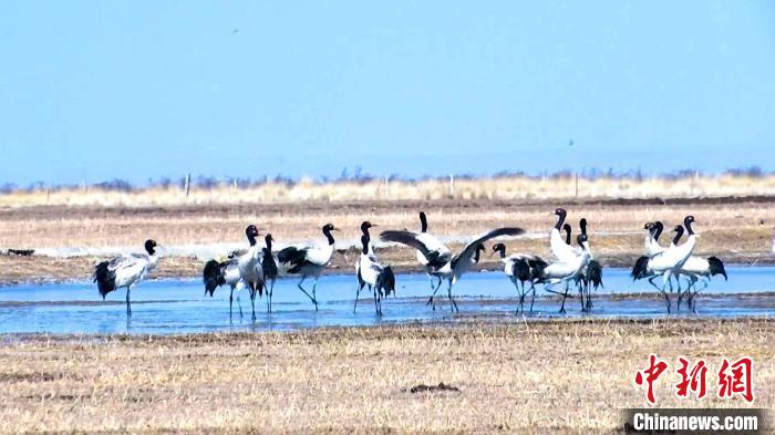 圖為成群的黑頸鶴“翩翩起舞”?！‘?dāng)智 攝