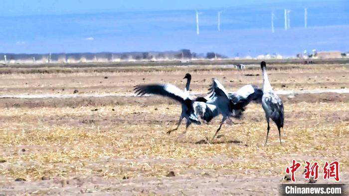 圖為黑頸鶴追逐嬉戲。　陳明章 攝
