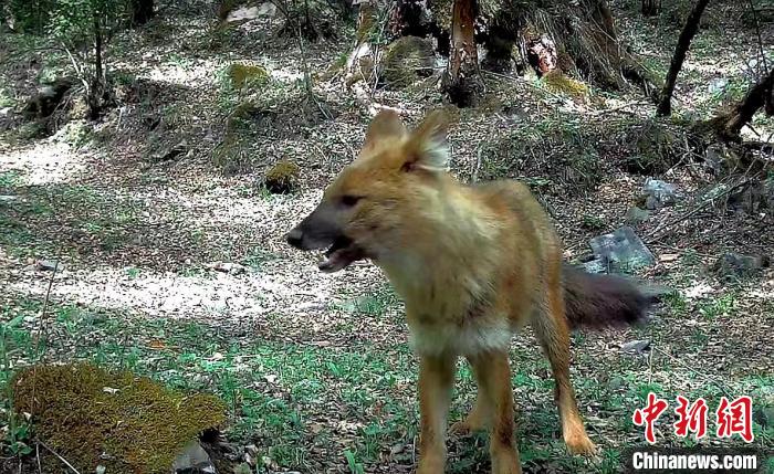 青?；ブ鄙搅謪^(qū)首次記錄到豺活動(dòng)影像