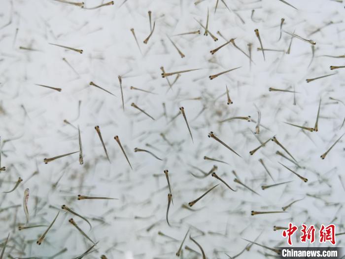 探訪青海湖湟魚“育嬰室”：“密集”育苗，體重10克放流