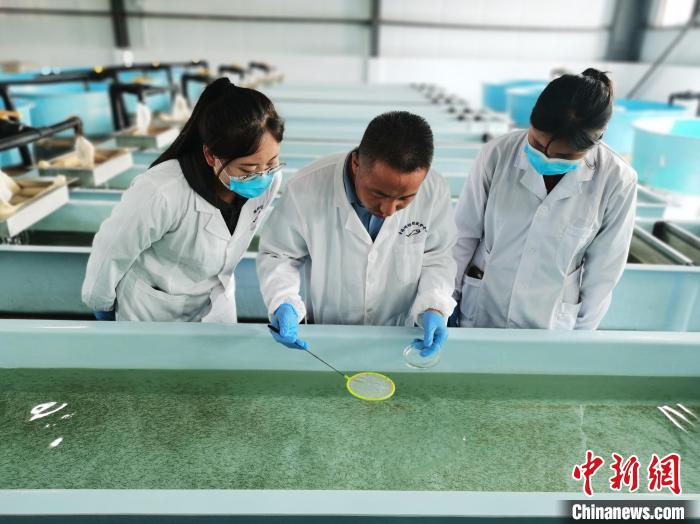 圖為工作人員檢查魚苗?！?zhí)砀?攝