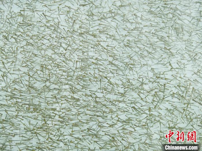 圖為密集培育的魚苗?！?zhí)砀?攝