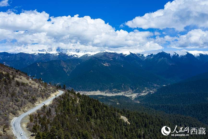 圖為在海拔4700多米的色季拉山，觀測從森林到草甸的多種植被類型。