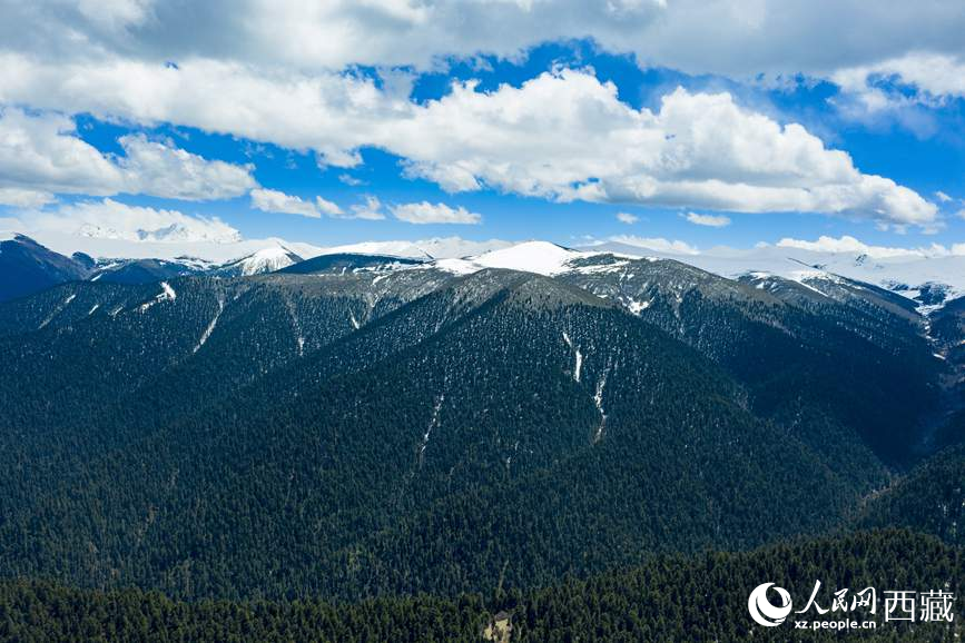 圖為在海拔4700多米的色季拉山，觀測從森林到草甸的多種植被類型。