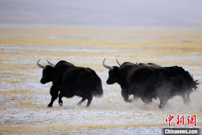 牦牛如何適應低氧環(huán)境？中科院團隊發(fā)現(xiàn)牦牛特有肺內(nèi)皮細胞起作用