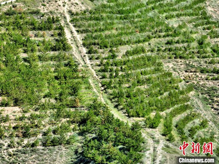 航拍建行青海省分行綠化區(qū)。　祁增蓓 攝