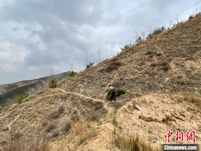 資料圖為建行青海省分行綠化區(qū)施工隊隊員人工運樹苗?！〗ㄐ星嗪Ｊ》中泄﹫D